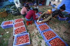 GI certificate – a booster for lychee exports 