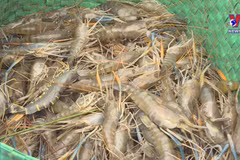 Ca Mau to host first-ever shrimp festival in 2023