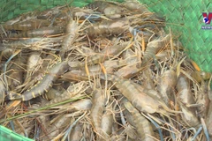Ca Mau to host first-ever shrimp festival in 2023