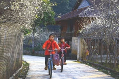 Plum blossoms blanket northwest in white