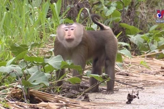 Thua Thien-Hue beefs up wildlife protection and rescue