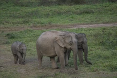 Buon Don district ends elephant rides