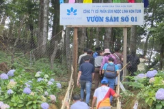 Kon Tum’s Ngoc Linh ginseng seed harvest season sets in
