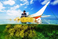 Vietnam targets 500,000 tonnes of seaweed yield by 2030