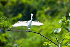 Ninh Binh promotes biodiversity preservation