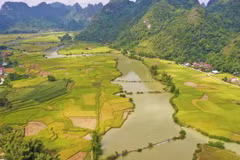 Golden hue of rice fields in Cao Bang province