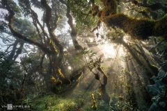 Getting lost in fairy Ta Xua forest