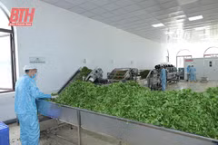 Thanh Hoa steps up sci-tech application in agricultural production