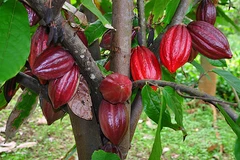 Reviving cocoa trees in Ba Ria-Vung Tau
