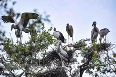 Government takes action to protect wild birds
