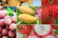Fruit exports to bring home over 5 bln USD by 2025