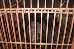 Rescue of nine bears in Binh Duong a good sign for wildlife conservation