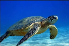 Nearly 123.000 baby turtles released into sea