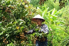 Son La seeking markets for longan 