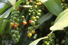 Vietnam striving to regain foothold for pepper industry