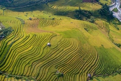 Enchanted by Sa Pa’s beauty during the golden rice harvest 