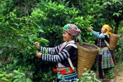 Phin Ho ‘shan tuyet’ tea –specialty of Ha Giang
