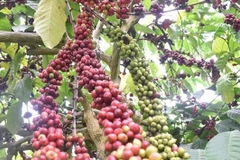 Vietnam to replant, transplant 107,000ha of coffee by 2025