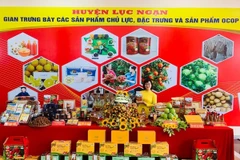 Bac Giang works hard to bring “thieu” litchi to more markets