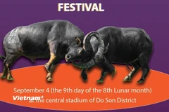Unique Do Son buffalo fighting festival 2022