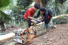 Cinnamon - nature’s blessed gift for poverty reduction in Yen Bai province 
