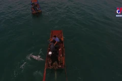 Quang Ninh: Stranded dolphin rescued in Co To