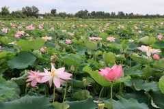Dong Thap exerts efforts to enrich from lotus