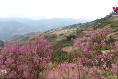 Wild peach blossom festival kicks off