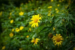 Dien Bien: Wild sunflowers in full bloom