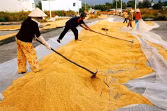 Efforts help elevate Vietnamese rice’s trademark