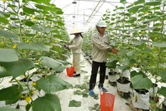 Ministry expects new policies for farm economic development