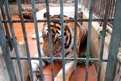 10 years of conservation: how many tigers left in the wild in Vietnam?