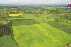Vietnam moves to lessen dependence on soybean material imports