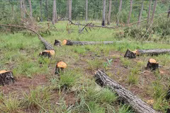 PM requires action be taken against illegal forest destruction, encroachment
