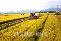 Agricultural sector strives to surpass targets