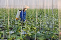 Disease prevention measures have been carried out for local crops. (Photo: bacgiang.gov.vn)