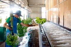 A Lao worker at a banana processing facility of the Nam Laos agricultural company (Photo: VNA)