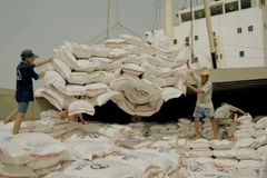 Israel has high demand for Vietnamese rice. (Photo: VNA)