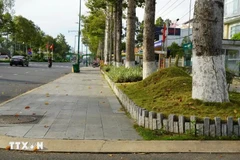 Around 50 firms under the wing of the Cong Minh Company win over 600 tree growing tender packages. (Photo: VNA)