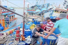 At Tinh Ky fishing port in Quang Ngai city (Photo: VNA)