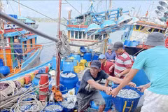 At Tinh Ky fishing port in Quang Ngai city (Photo: VNA)