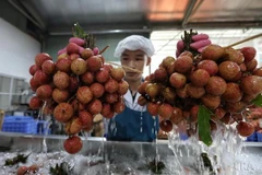 Food and Agriculture Organisation of the UN said using isotopes or irradiation techniques in agriculture can control pests and diseases, increase crop production, protect land and water resources, ensure food safety. (Photo: VNA)