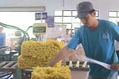 Vietnam earns 392 mln USD from rubber export in two months