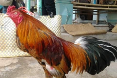 Distinguished Cao Lanh fighting cocks