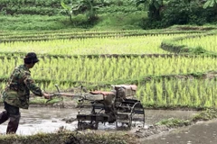 Thai farmers seek government’s aid