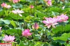 Dong Thap works to develop tourism 