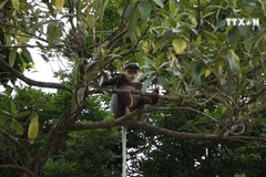 Da Nang moves to protect rare primates 