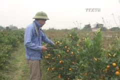 Unfavourable weather worries flower growers