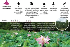 Lotus blooming in Tra Su weeping paperbark forest