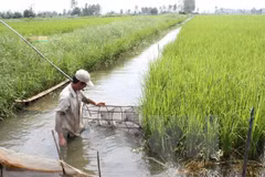 Workshop boosts financial assistance for aquaculture in Mekong Delta
